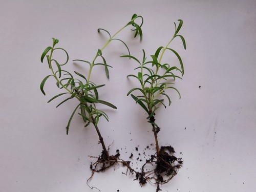 Rosemary herb rooted cuttings