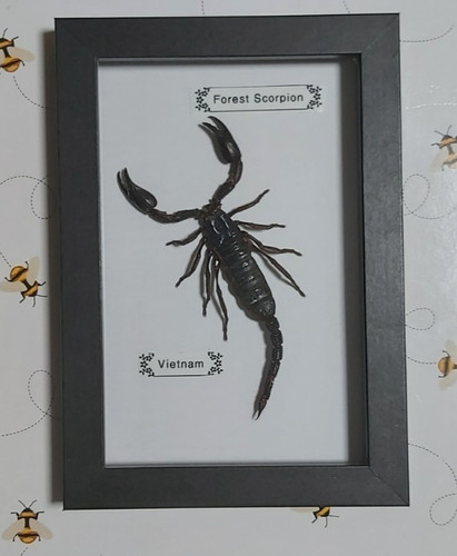 Taxidermy real framed - framed, scorpion
