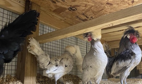 Splash polish hatching eggs - 12,