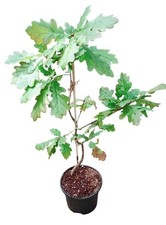 Oak Tree Sapling in Pot