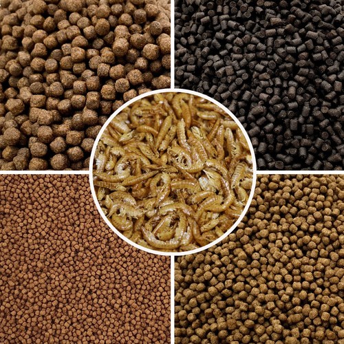 Koi carp pond fish food - carp,