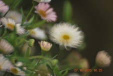 Opteka TM MC 500mm f/8 Mirror Lens – Nikon F (PIXCO T2-NIK) + Test Pics