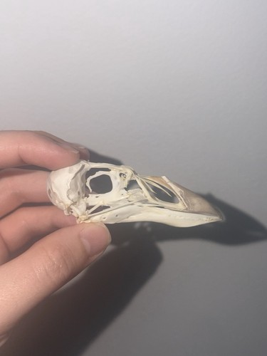 Juvenile puffln skull - puffln,