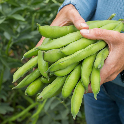 Broad bean aquadulce claudia - broad, claudia'