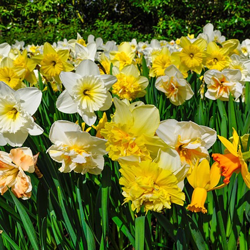 Narcissus mixed x daffodil - 25,