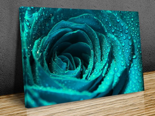 Teal rose macro flower - teal,