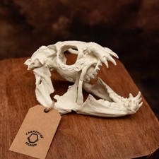 Atlantic wolffish skull - atlantic,