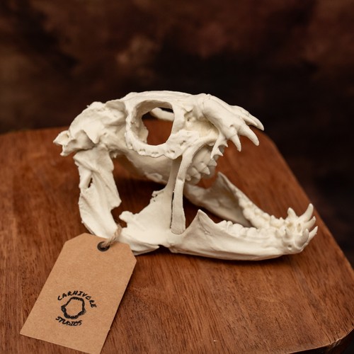 Atlantic wolffish skull - atlantic,