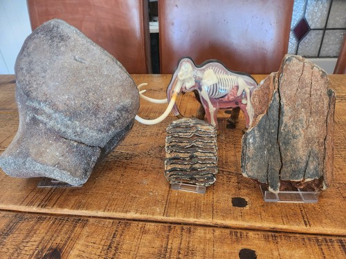 Super rare fossil - rare,