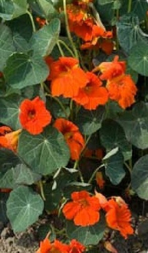 Flower nasturtium tom - flower,