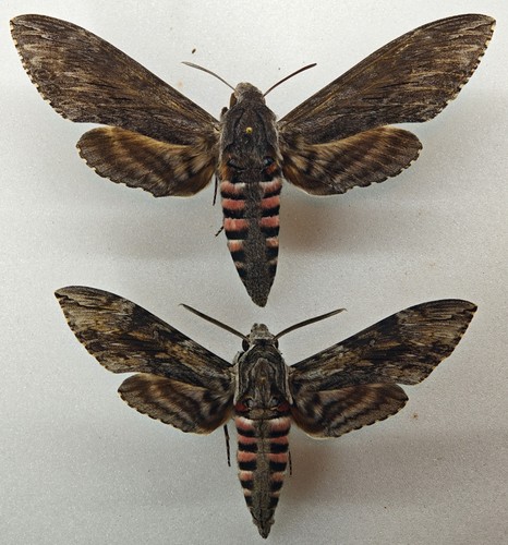 Sphingidae agrius convolvuli - agrius,