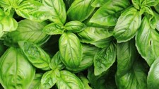 Garden Seeds Basil 4500+ Seeds