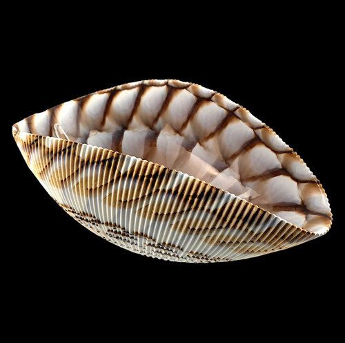 Genuine yalos murano - yalos, italian