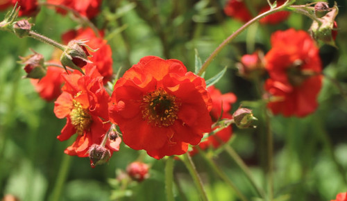 Geum chiloense mrs bradshaw - geum,