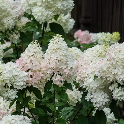 Hydrangea paniculata phantom - hydrangea,