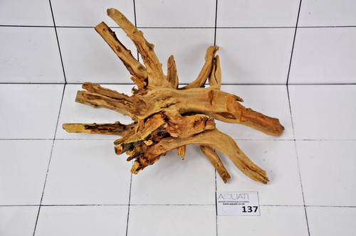 Premium aquarium azalea spider - aquarium,