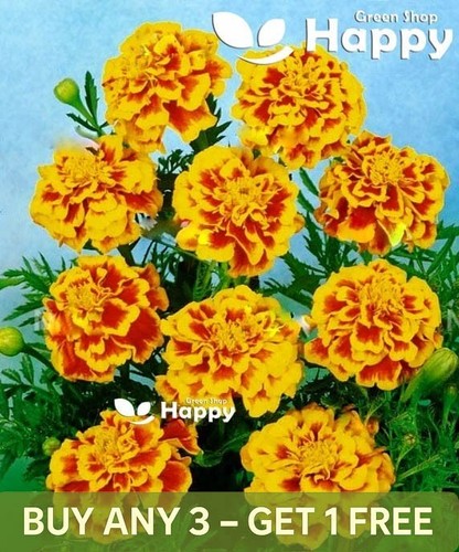 French marigold del sol - marigold,