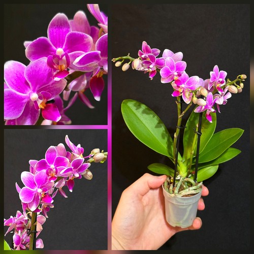 Mini phalaenopsis pink 2 - phalaenopsis, "pink"