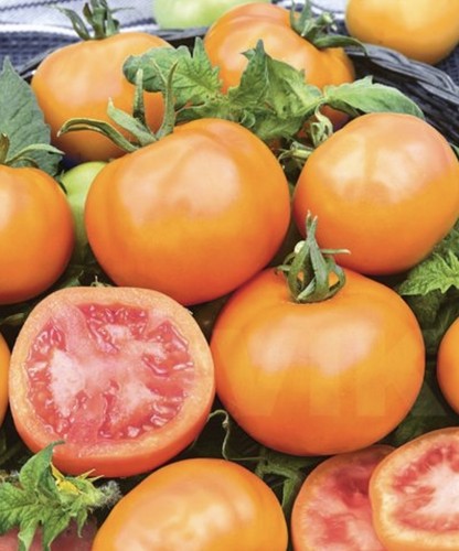 Dwarf tomato orange - x,