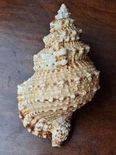 Tutufa Sea Snail marine shell - 16 cm long