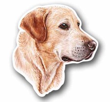 Yellow Labrador Retriever dog
