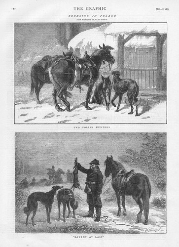 Hare coursing poland - in,
