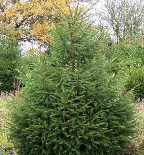Norway spruce christmas - 1,