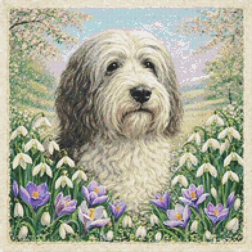 Bearded collie puppy dog - puppy,