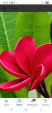RED PLUMERIA