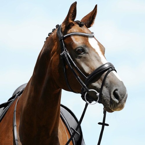 Passier atlas snaffle bridle - passier,
