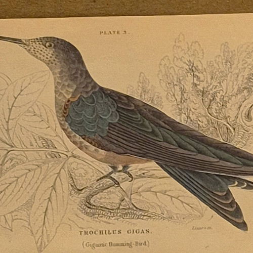 Jardine lizars trochilus - trochilus, gigas