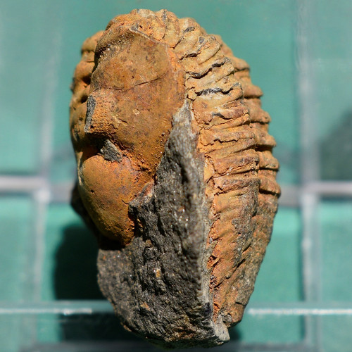 Rare trilobite metacryphaeus - rare, trilobite,