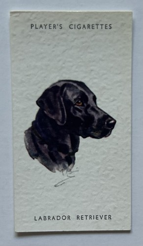 Player dogs heads - dogs’,