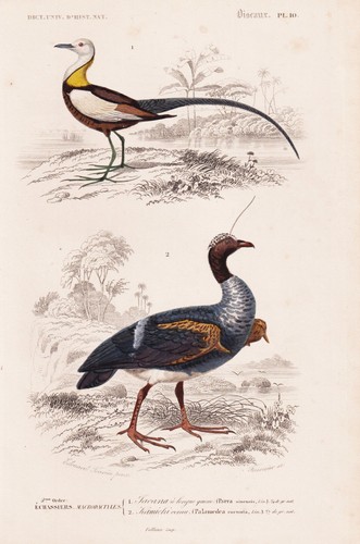Parra sinensis anhima cornuta - parra,