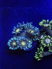  Goniopora Coral wysiwyg 