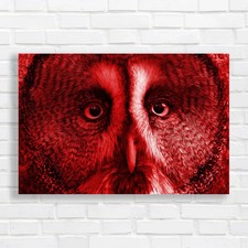 Captivating Owl Close-Up Red