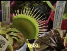 Dionaea Muscipula Venus