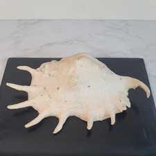 Vintage Giant Spider Conch Sea