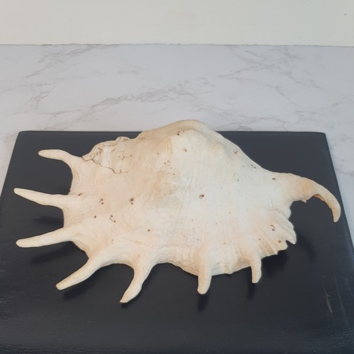 Vintage giant spider - vintage, conch