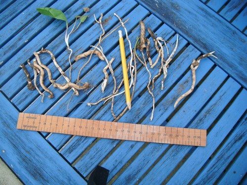 Horseradish roots thongs - horseradish,