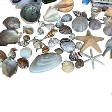 Large collection sea - collection, shells
