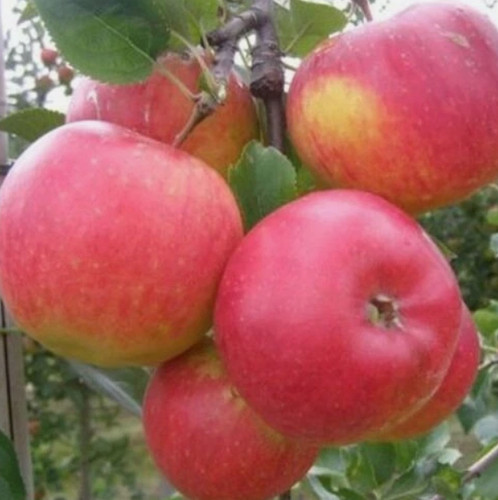 Pink lady apple - lady,