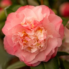 Camellia Nuccio's Jewel 2 litre Pink Flushed Peony Form Flowers Evergreen Shrub
