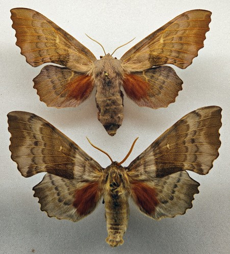 Sphingidae laothoe populi pair - sphingidae,