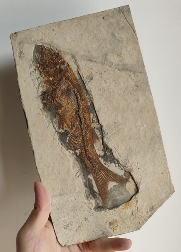 Big ancient fish fossil slab - big,