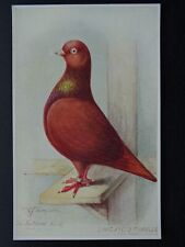 Bird Theme LONG FACED TUMBLER PIGEON A.J Simpson c1908 Postcard by Feather World