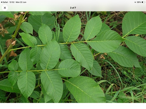 English walnut - english,