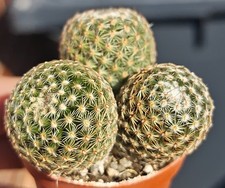 Mammitlaria Matudae -