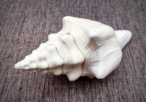Lamp shell chank - lamp, seashell
