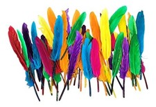Quill Feathers Coloured For